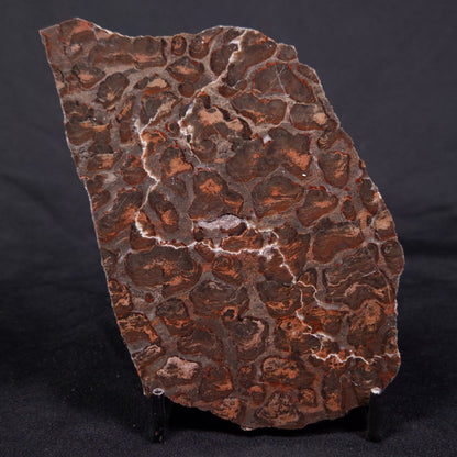 LINELLA AVIS STROMATOLITE, Proterozoic, Australia ZLA033