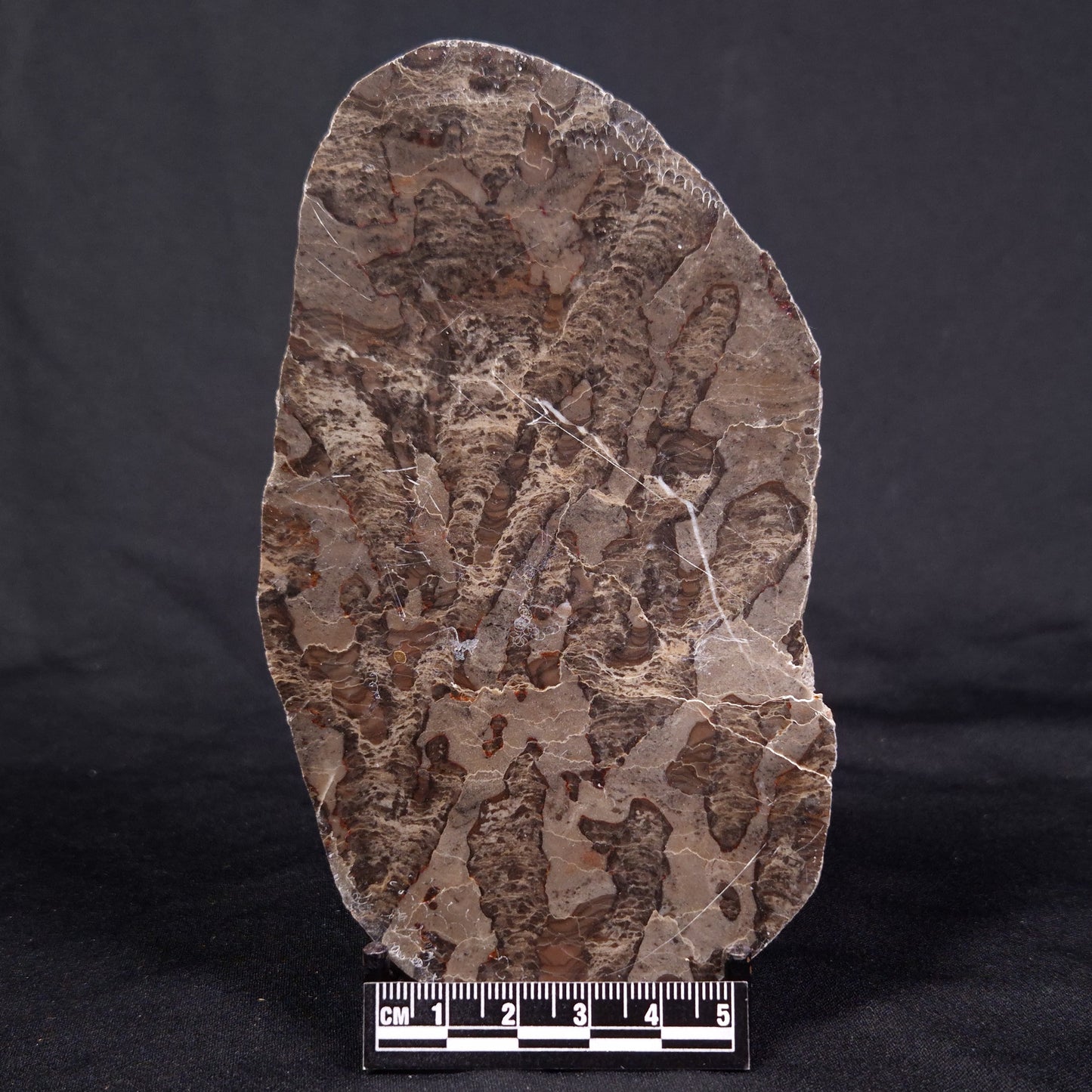 LINELLA AVIS STROMATOLITE, Proterozoic, Australia ZLA034