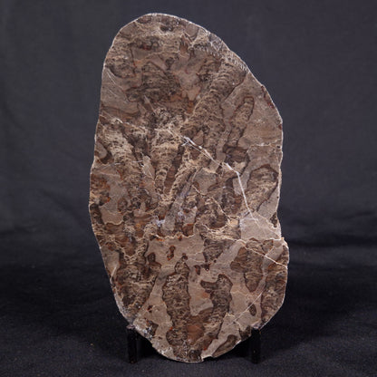 LINELLA AVIS STROMATOLITE, Proterozoic, Australia ZLA034