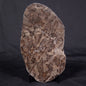 LINELLA AVIS STROMATOLITE, Proterozoic, Australia ZLA034