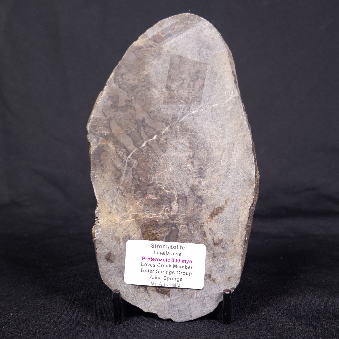 LINELLA AVIS STROMATOLITE, Proterozoic, Australia ZLA034
