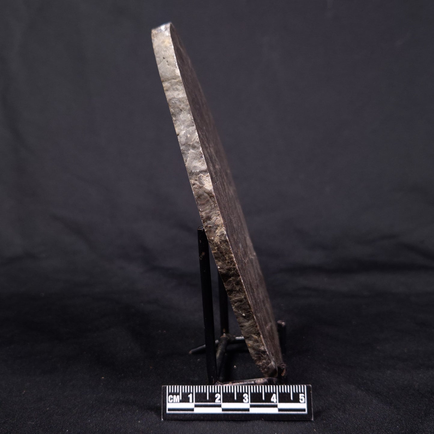 LINELLA AVIS STROMATOLITE, Proterozoic, Australia ZLA034