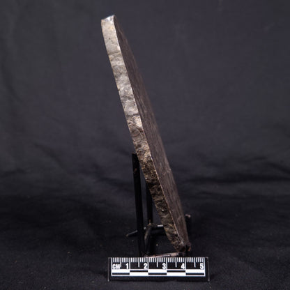 LINELLA AVIS STROMATOLITE, Proterozoic, Australia ZLA034