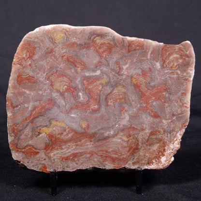 LINELLA AVIS STROMATOLITE, Proterozoic, Australia ZLA035