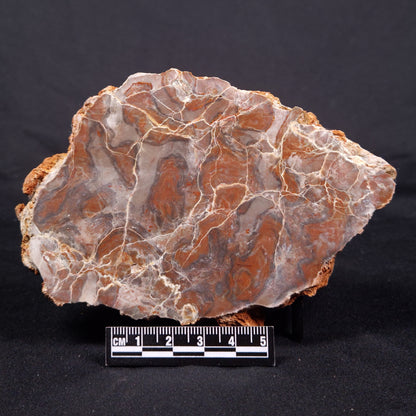 LINELLA AVIS STROMATOLITE, Proterozoic, Australia ZLA036