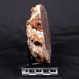 LINELLA AVIS STROMATOLITE, Proterozoic, Australia ZLA036