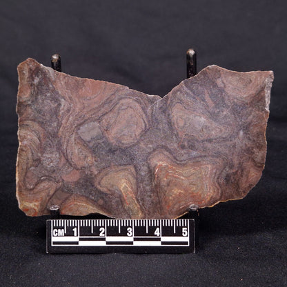 LINELLA AVIS STROMATOLITE, Proterozoic, Australia ZLA037