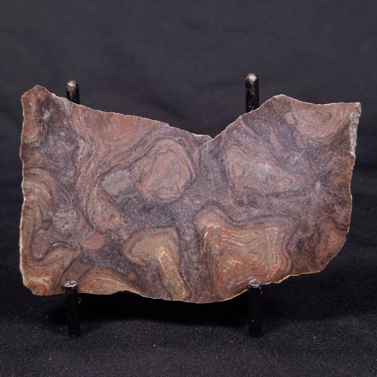 LINELLA AVIS STROMATOLITE, Proterozoic, Australia ZLA037