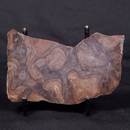 LINELLA AVIS STROMATOLITE, Proterozoic, Australia ZLA037