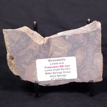 LINELLA AVIS STROMATOLITE, Proterozoic, Australia ZLA037