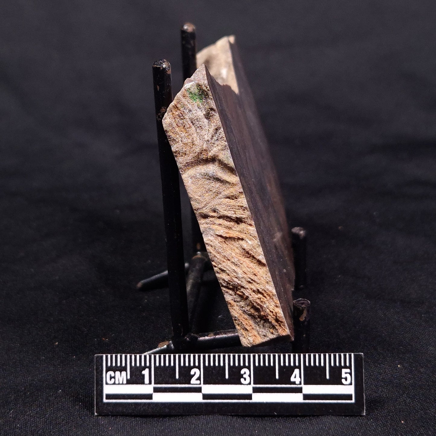 LINELLA AVIS STROMATOLITE, Proterozoic, Australia ZLA037