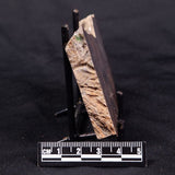 LINELLA AVIS STROMATOLITE, Proterozoic, Australia ZLA037
