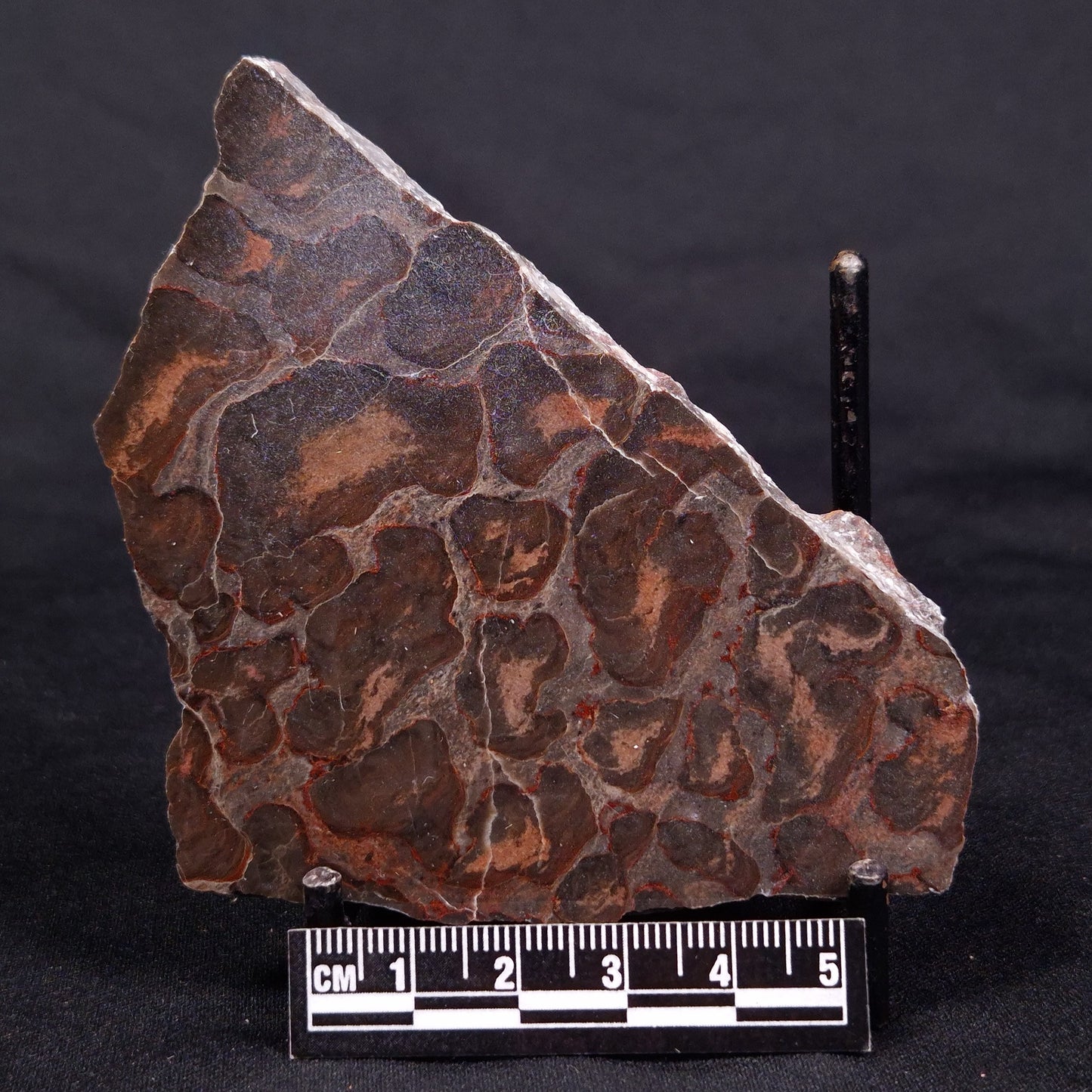 LINELLA AVIS STROMATOLITE, Proterozoic, Australia ZLA038