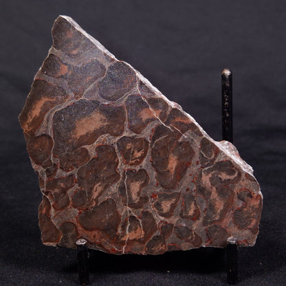 LINELLA AVIS STROMATOLITE, Proterozoic, Australia ZLA038