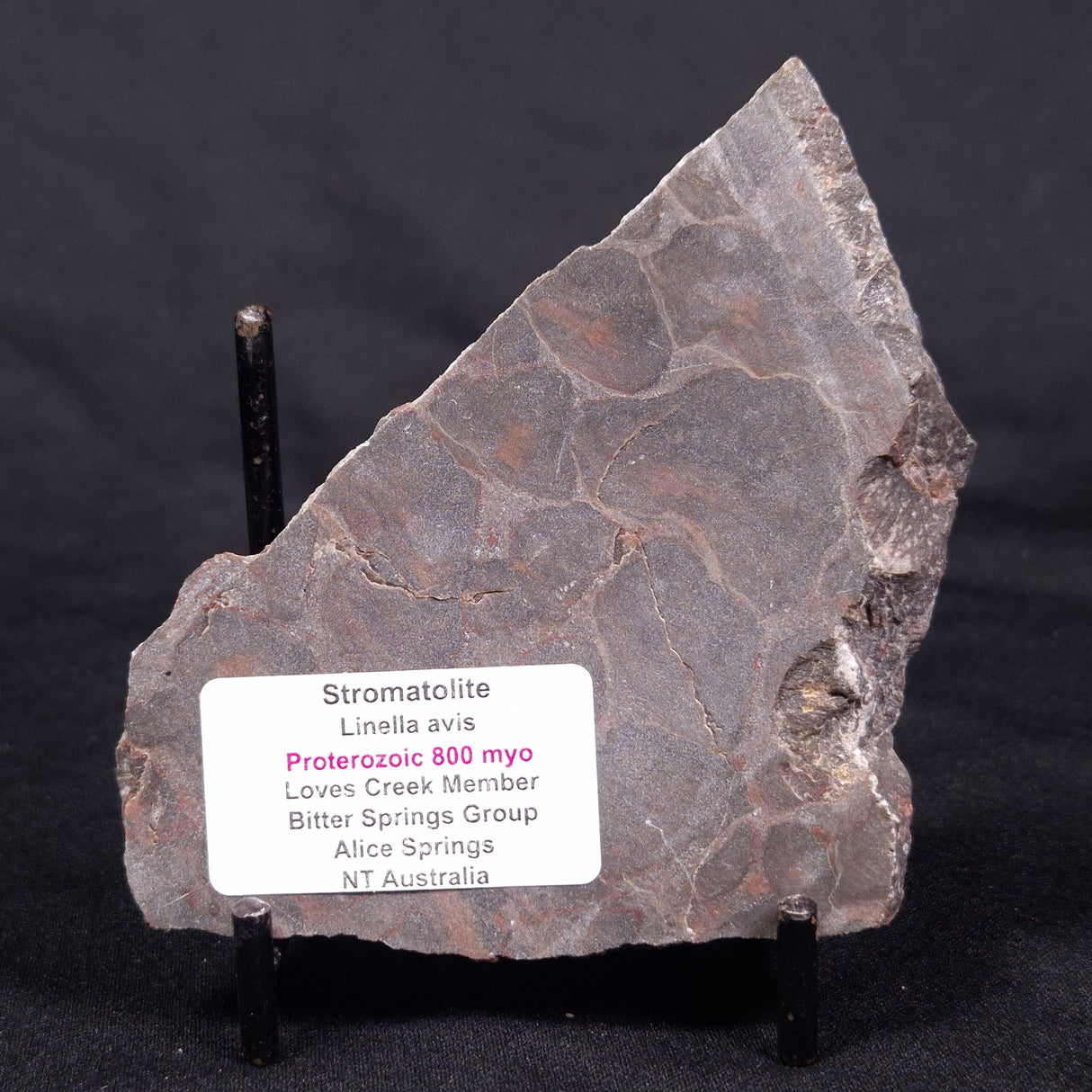 LINELLA AVIS STROMATOLITE, Proterozoic, Australia ZLA038
