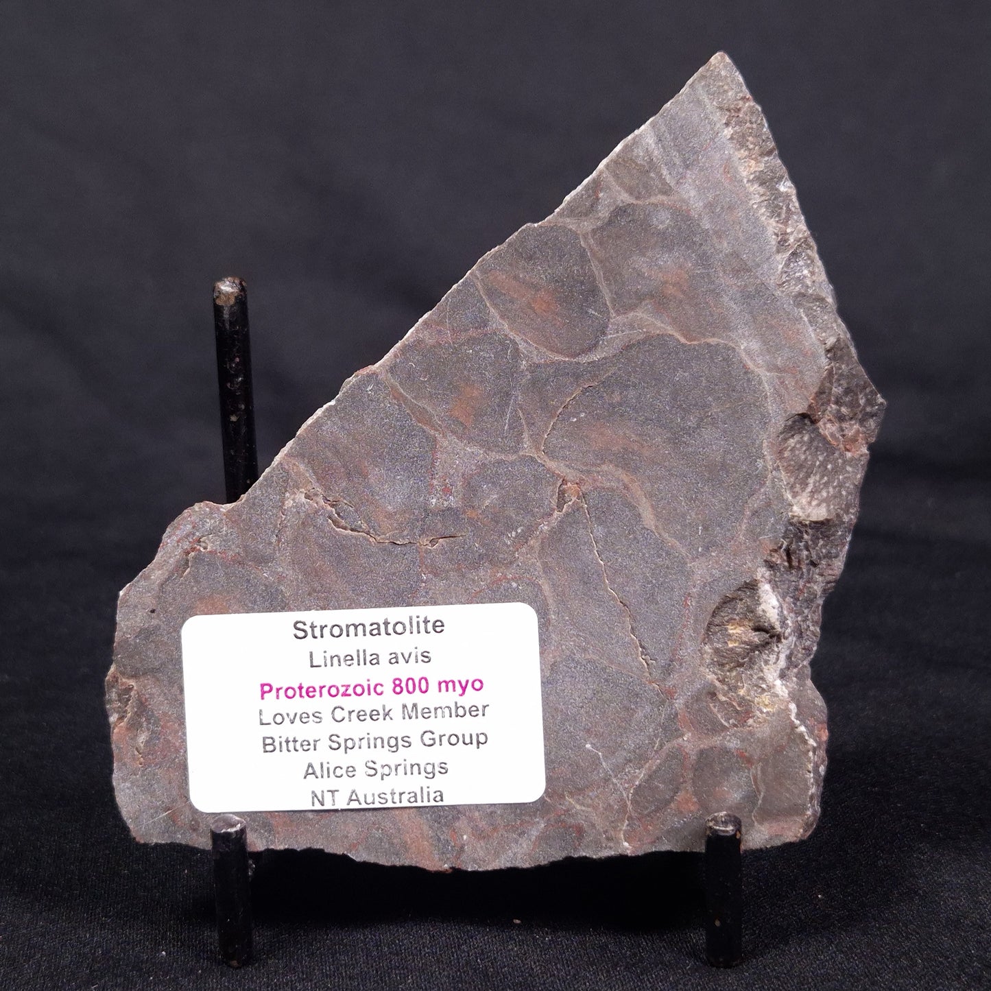 LINELLA AVIS STROMATOLITE, Proterozoic, Australia ZLA038