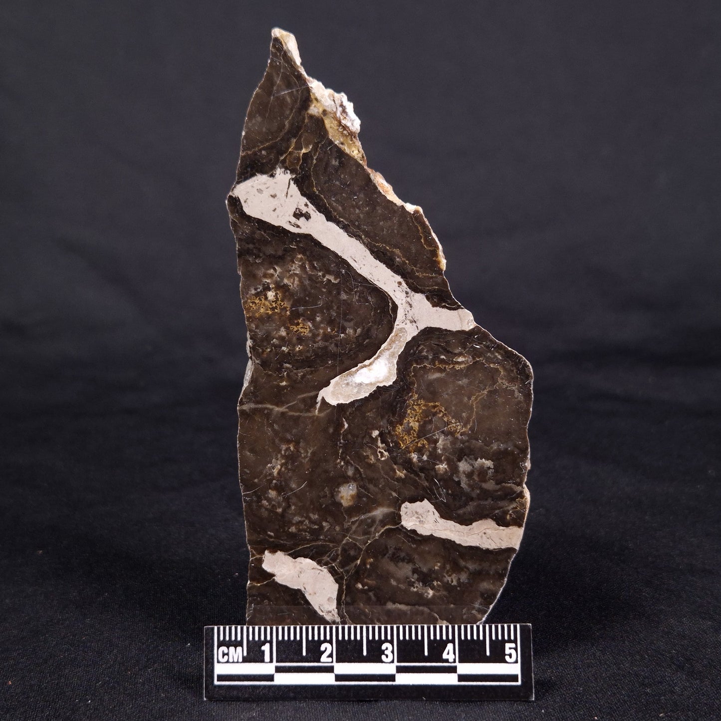 LINELLA AVIS STROMATOLITE, Proterozoic, Australia ZLA039