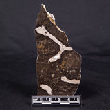 LINELLA AVIS STROMATOLITE, Proterozoic, Australia ZLA039