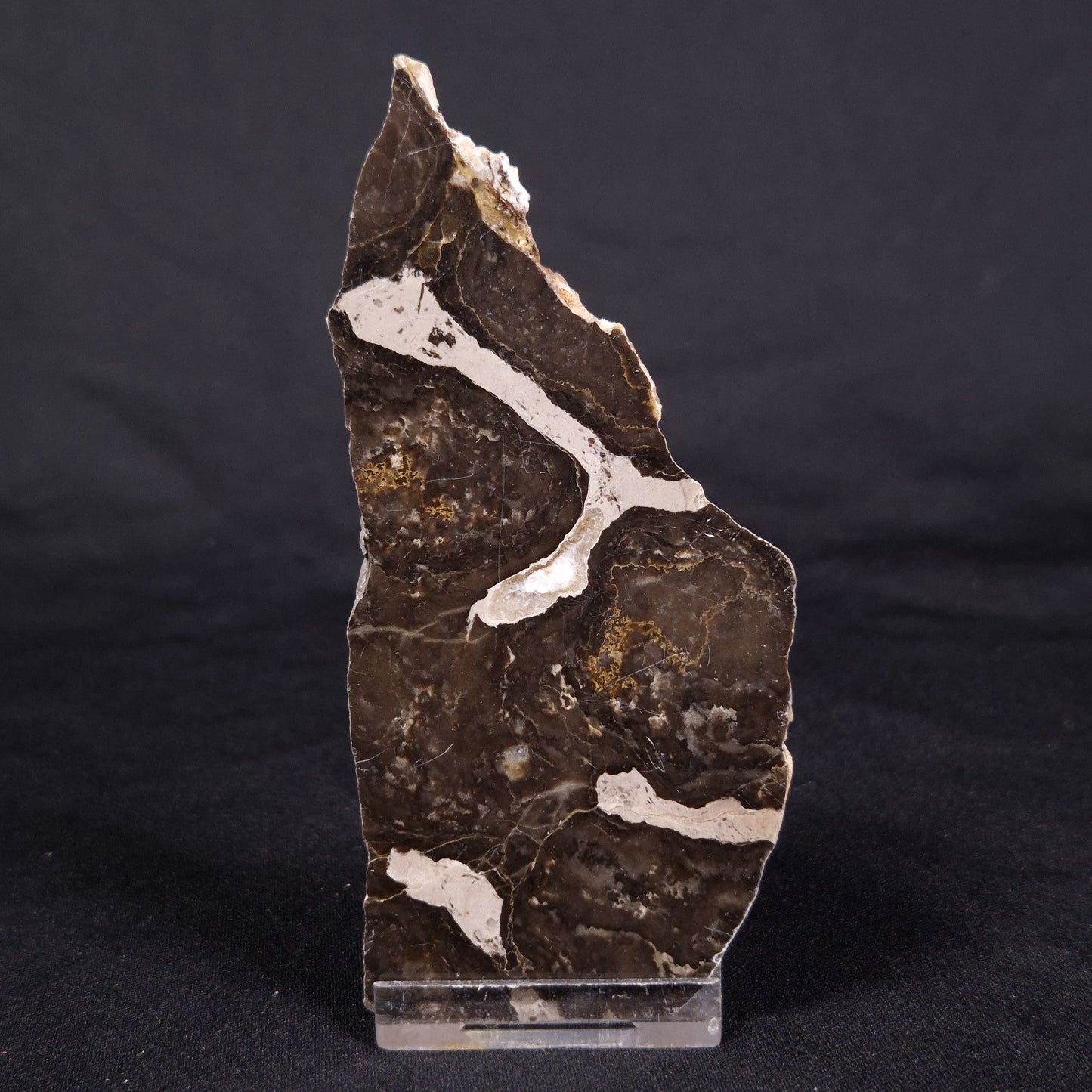 LINELLA AVIS STROMATOLITE, Proterozoic, Australia ZLA039