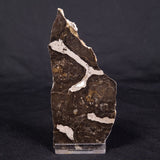 LINELLA AVIS STROMATOLITE, Proterozoic, Australia ZLA039