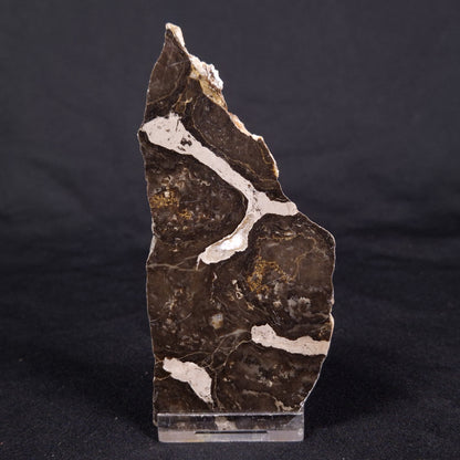LINELLA AVIS STROMATOLITE, Proterozoic, Australia ZLA039