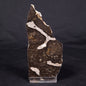 LINELLA AVIS STROMATOLITE, Proterozoic, Australia ZLA039