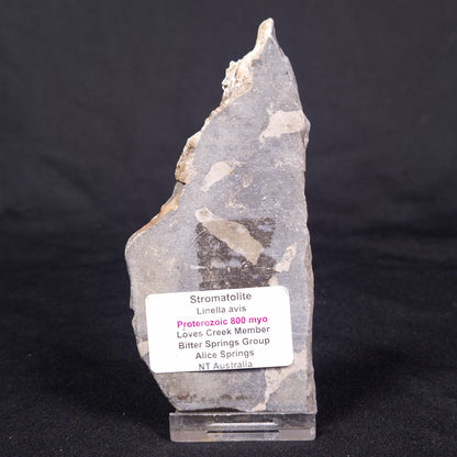 LINELLA AVIS STROMATOLITE, Proterozoic, Australia ZLA039