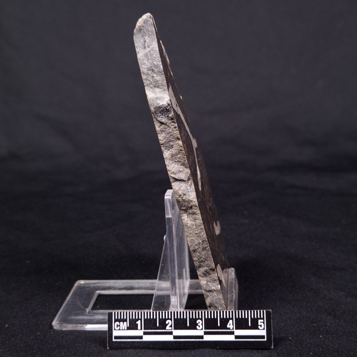 LINELLA AVIS STROMATOLITE, Proterozoic, Australia ZLA039