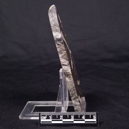 LINELLA AVIS STROMATOLITE, Proterozoic, Australia ZLA039