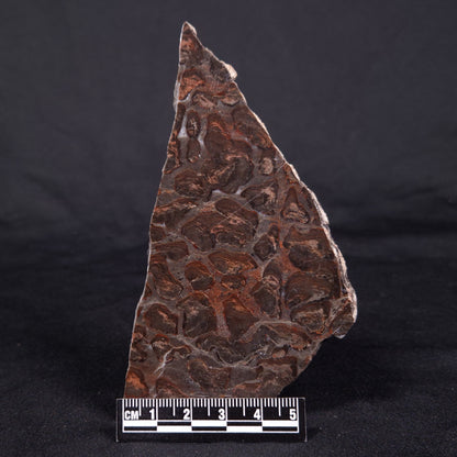 LINELLA AVIS STROMATOLITE, Proterozoic, Australia ZLA040