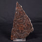 LINELLA AVIS STROMATOLITE, Proterozoic, Australia ZLA040
