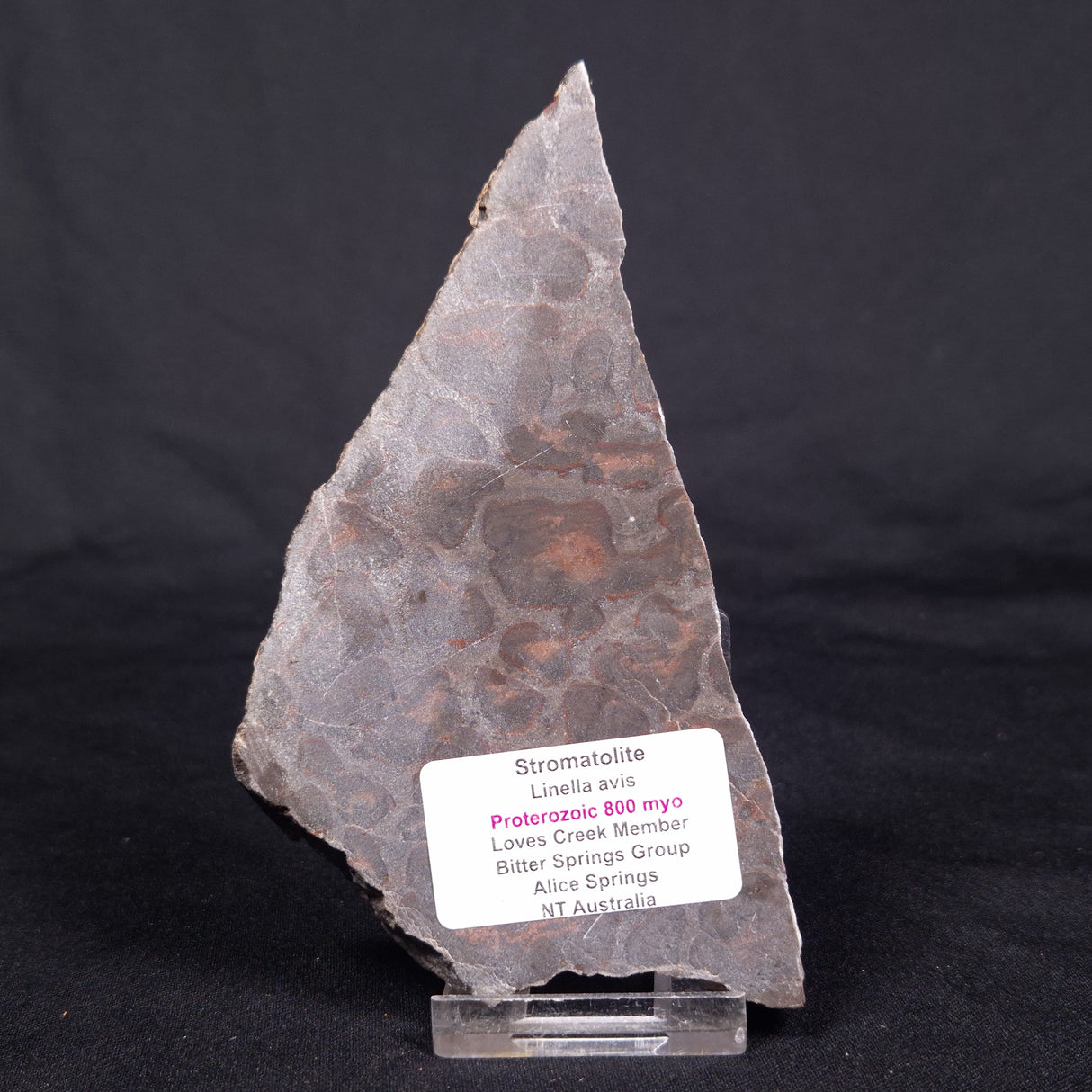 LINELLA AVIS STROMATOLITE, Proterozoic, Australia ZLA040