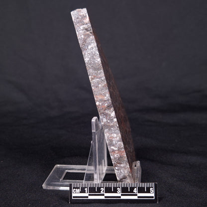 LINELLA AVIS STROMATOLITE, Proterozoic, Australia ZLA040