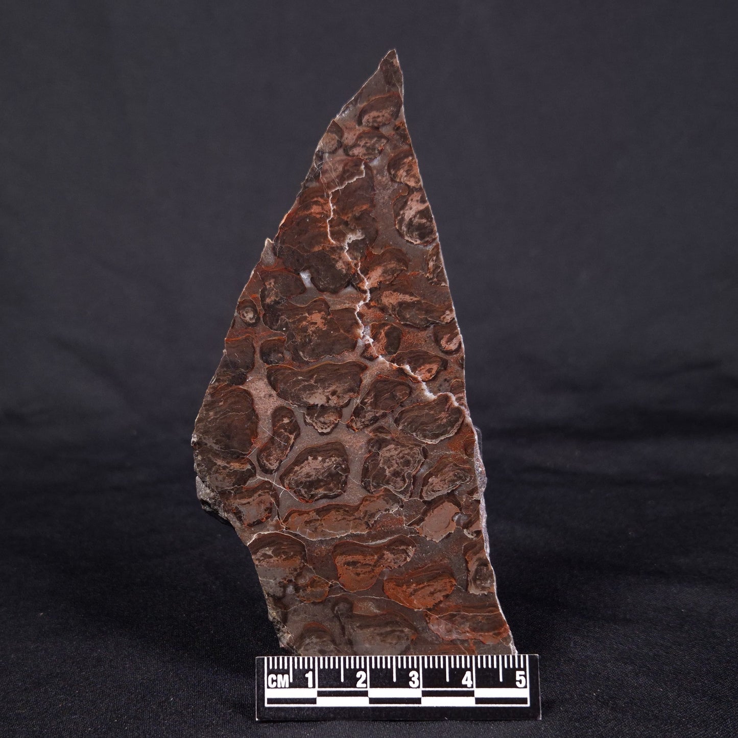 LINELLA AVIS STROMATOLITE, Proterozoic, Australia ZLA041