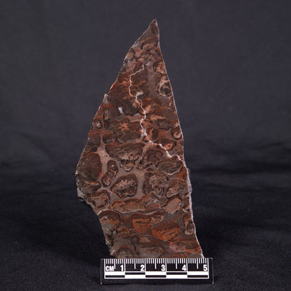 LINELLA AVIS STROMATOLITE, Proterozoic, Australia ZLA041