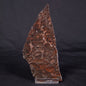 LINELLA AVIS STROMATOLITE, Proterozoic, Australia ZLA041