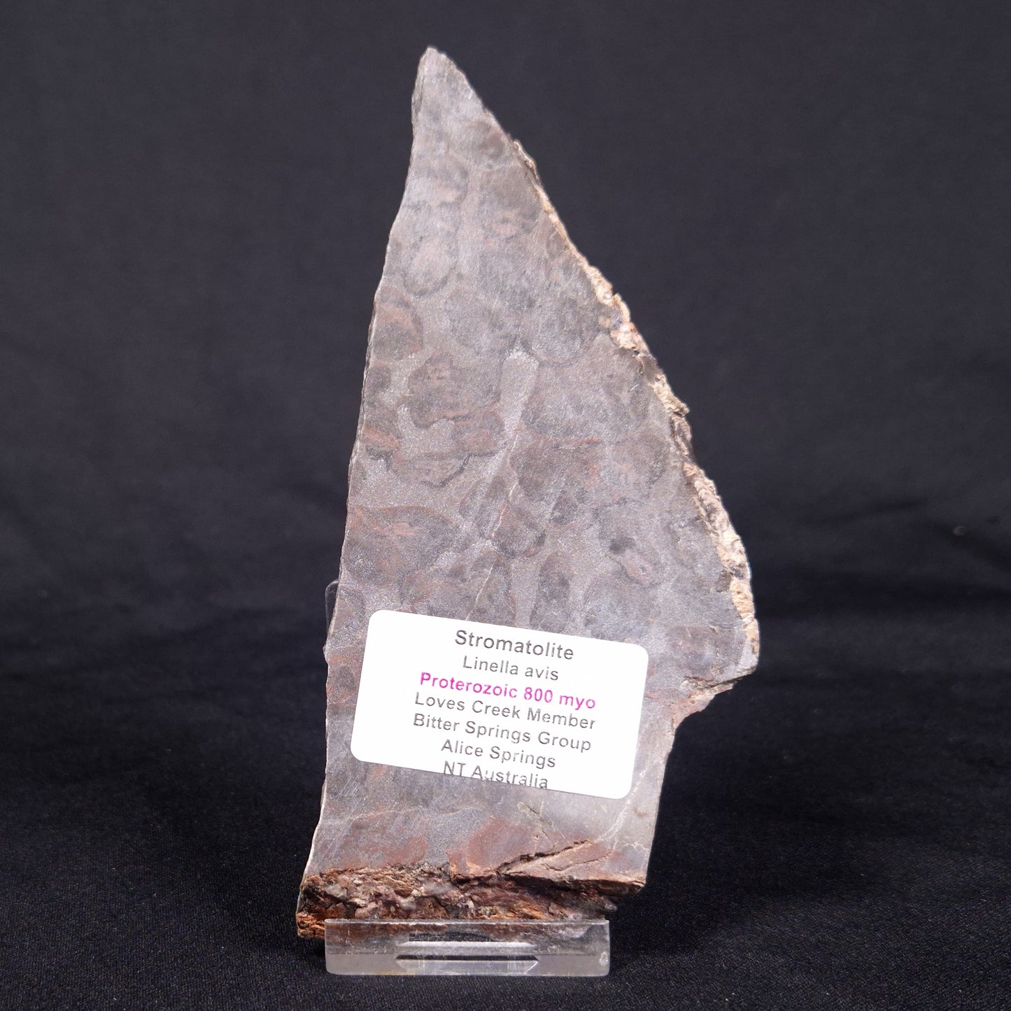 LINELLA AVIS STROMATOLITE, Proterozoic, Australia ZLA041