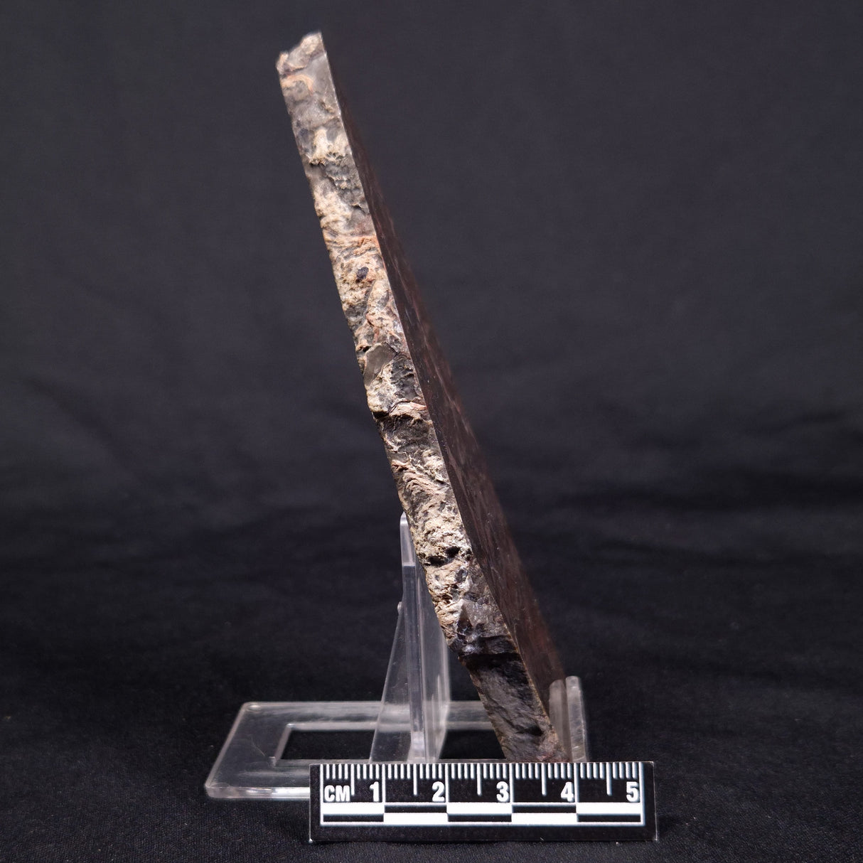 LINELLA AVIS STROMATOLITE, Proterozoic, Australia ZLA041