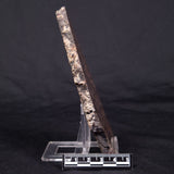 LINELLA AVIS STROMATOLITE, Proterozoic, Australia ZLA041