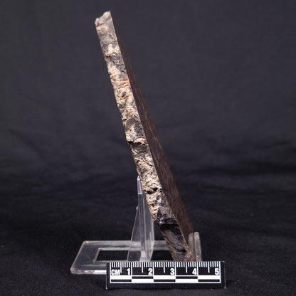 LINELLA AVIS STROMATOLITE, Proterozoic, Australia ZLA041