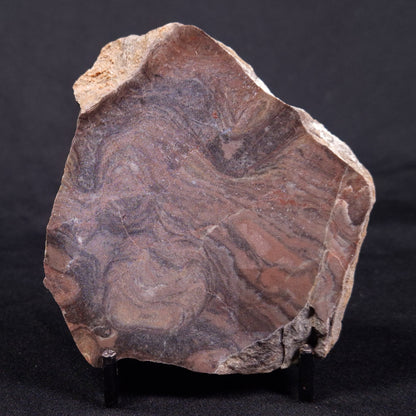 LINELLA AVIS STROMATOLITE, Proterozoic, Australia ZLA042