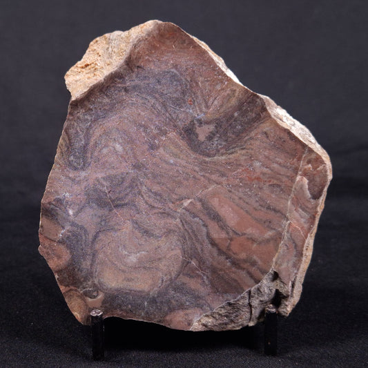 LINELLA AVIS STROMATOLITE, Proterozoic, Australia ZLA042