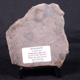LINELLA AVIS STROMATOLITE, Proterozoic, Australia ZLA042