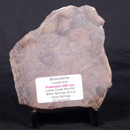 LINELLA AVIS STROMATOLITE, Proterozoic, Australia ZLA042