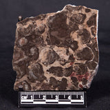 LINELLA AVIS STROMATOLITE, Proterozoic, Australia ZLA043