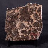 LINELLA AVIS STROMATOLITE, Proterozoic, Australia ZLA043