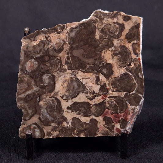 LINELLA AVIS STROMATOLITE, Proterozoic, Australia ZLA043
