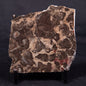 LINELLA AVIS STROMATOLITE, Proterozoic, Australia ZLA043