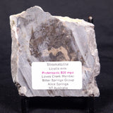 LINELLA AVIS STROMATOLITE, Proterozoic, Australia ZLA043