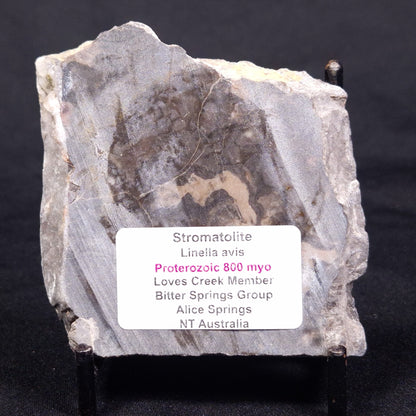 LINELLA AVIS STROMATOLITE, Proterozoic, Australia ZLA043